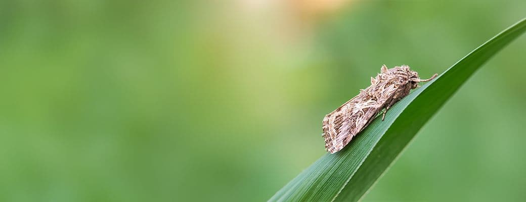 How plants make sounds and why it matters to insects